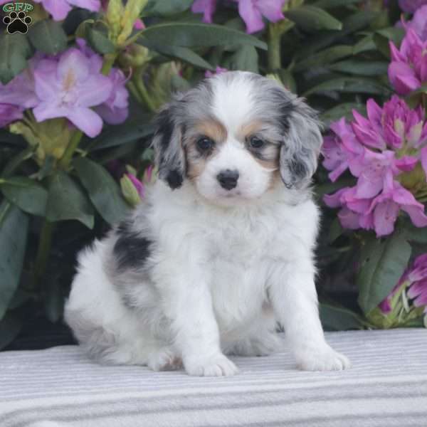 Popper, Cavapoo Puppy